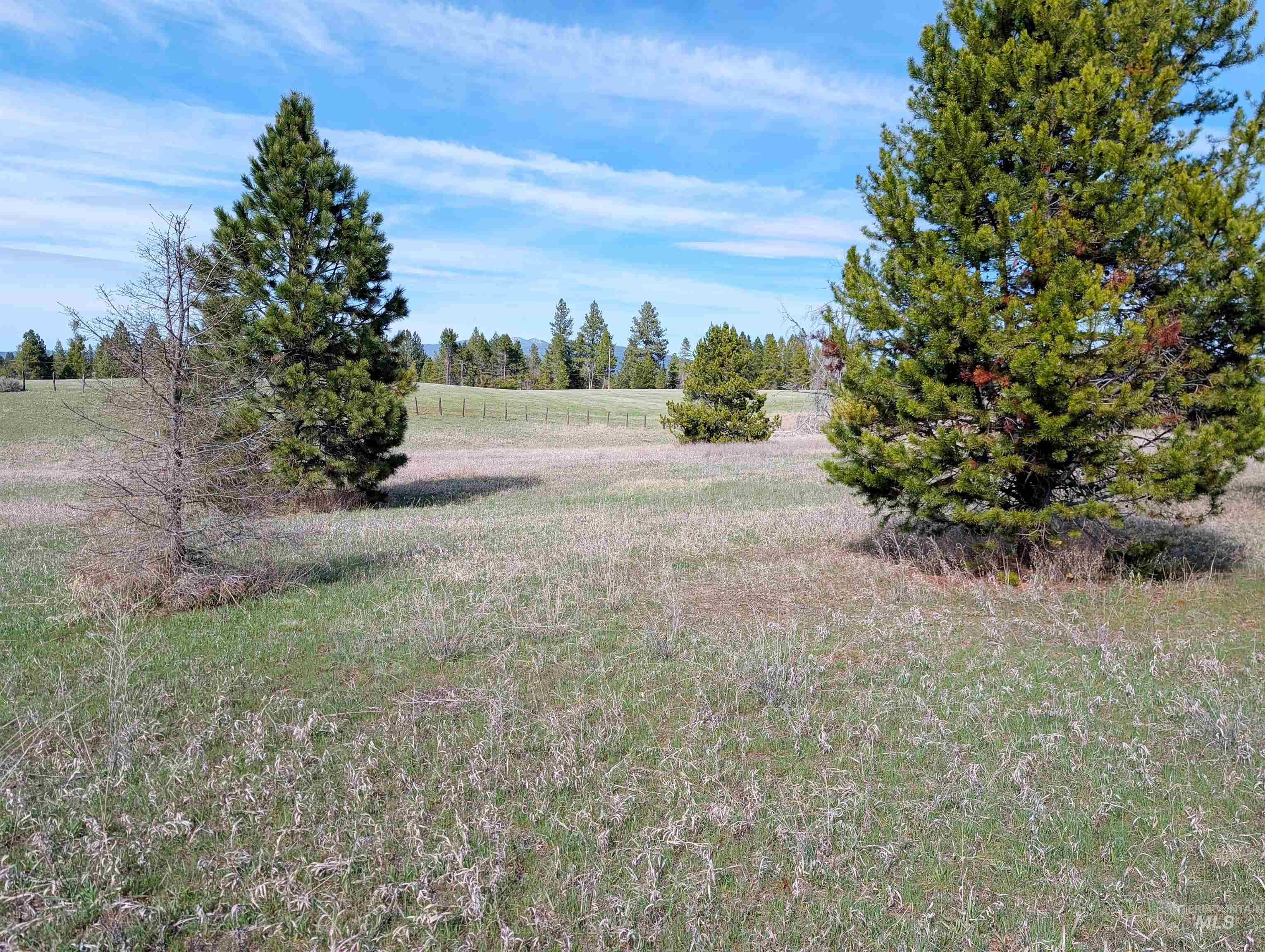 11100 Bens Road Cascade, ID 83611 - Photo 9 of 35 Expansive undeveloped land featuring natural grasses, mature pine trees, and a distant treeline