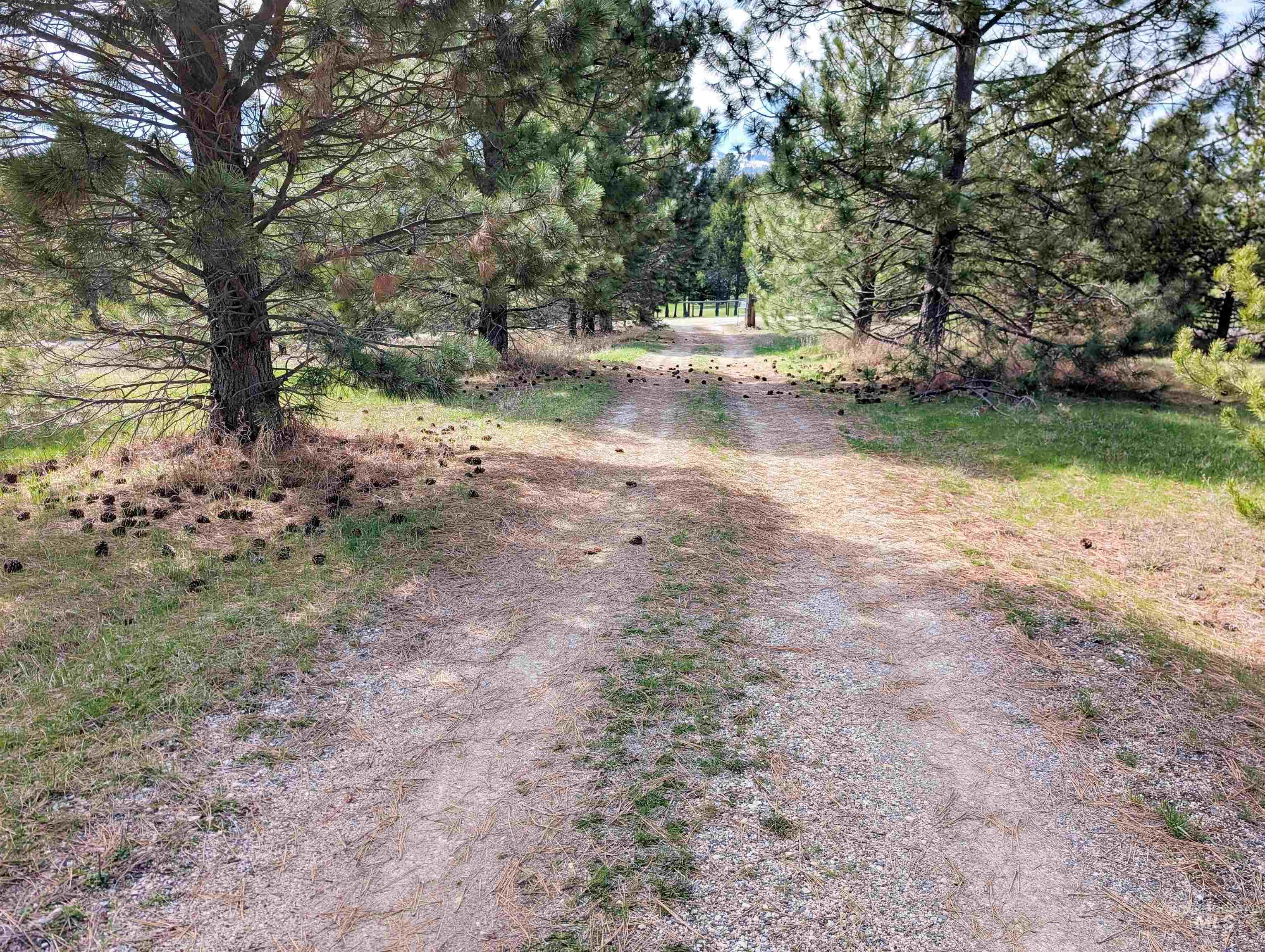 11100 Bens Road Cascade, ID 83611 - Photo 10 of 35 Long gravel driveway bordered by extensive evergreen trees