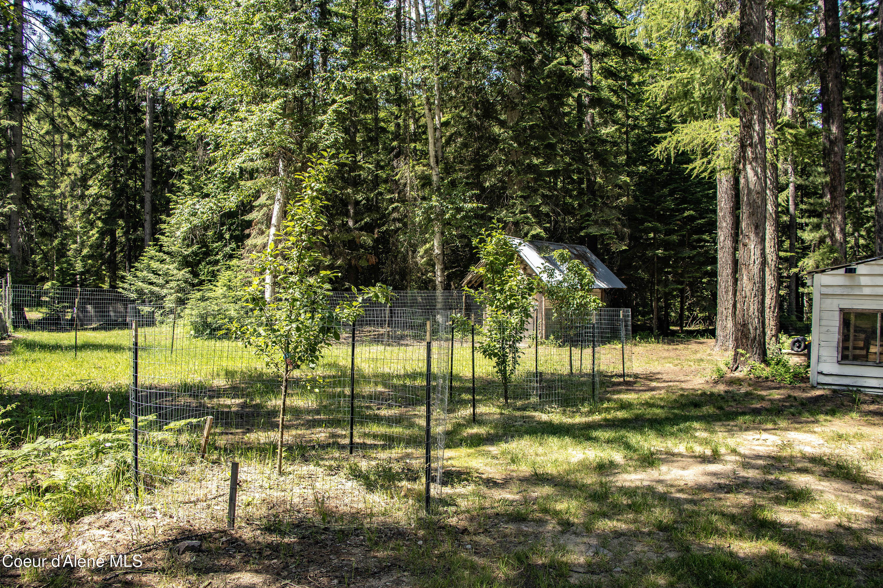 475 Dry Creek Road Clark Fork, ID 83811 - Photo 30 of 53 Orchard