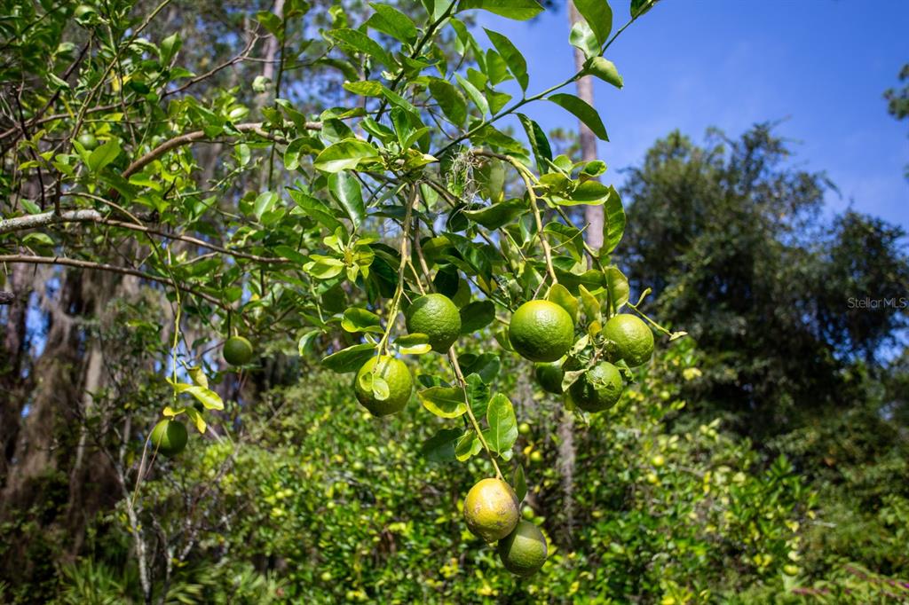 299 Riley Lake Drive Hawthorne, FL 32640 - Photo 56 of 67