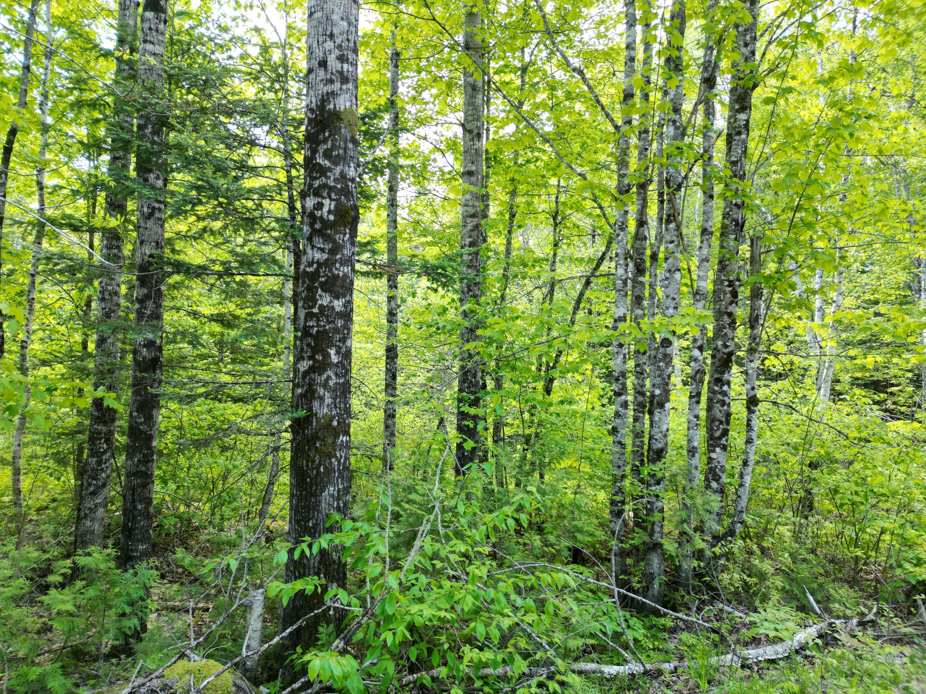 Lot 12-1a Hale Farm Road Lee, ME 04455 - Photo 6 of 14 DJI_0009