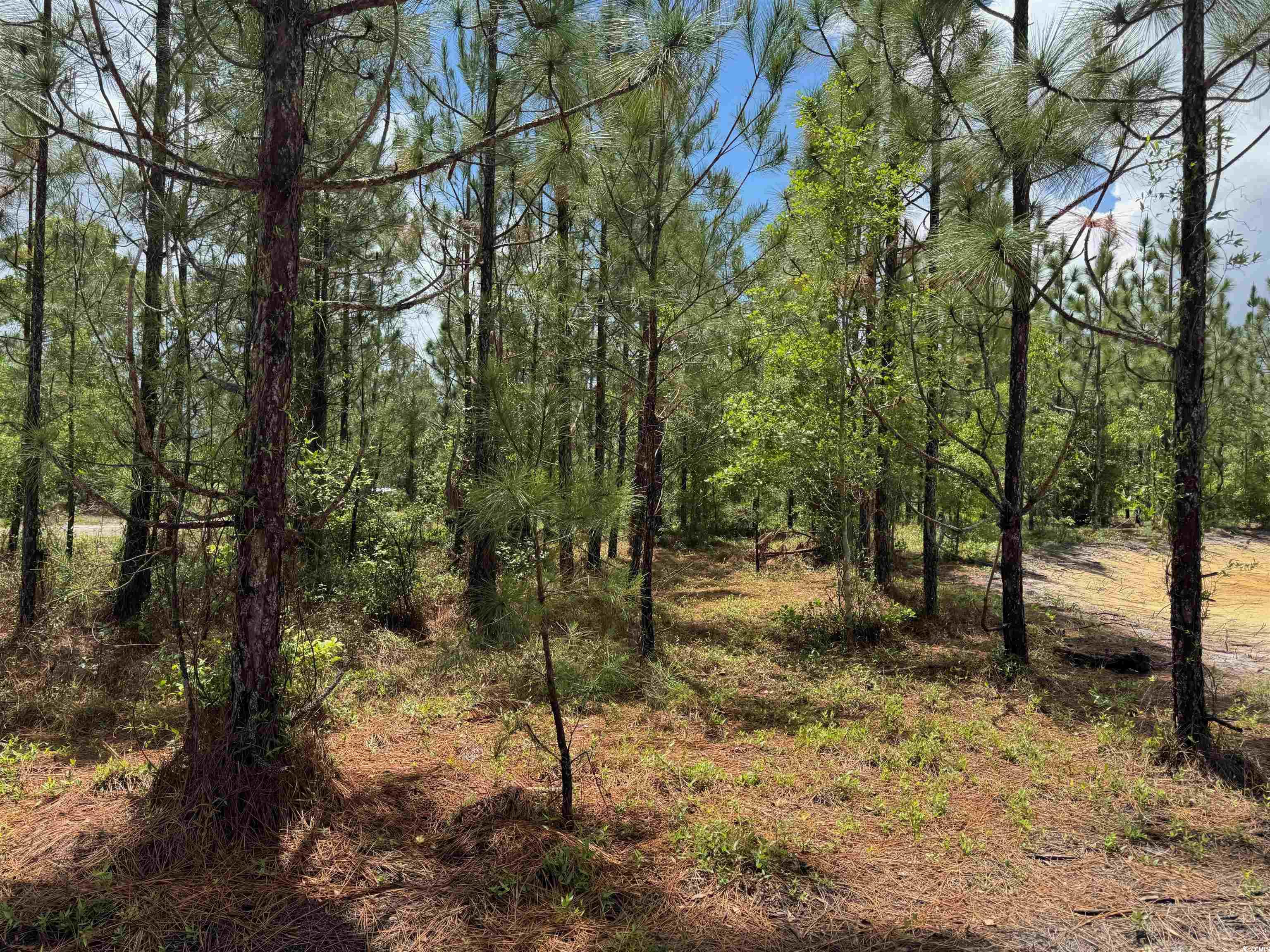 1698 Carriage Lane Loris, SC 29569 - Photo 14 of 25