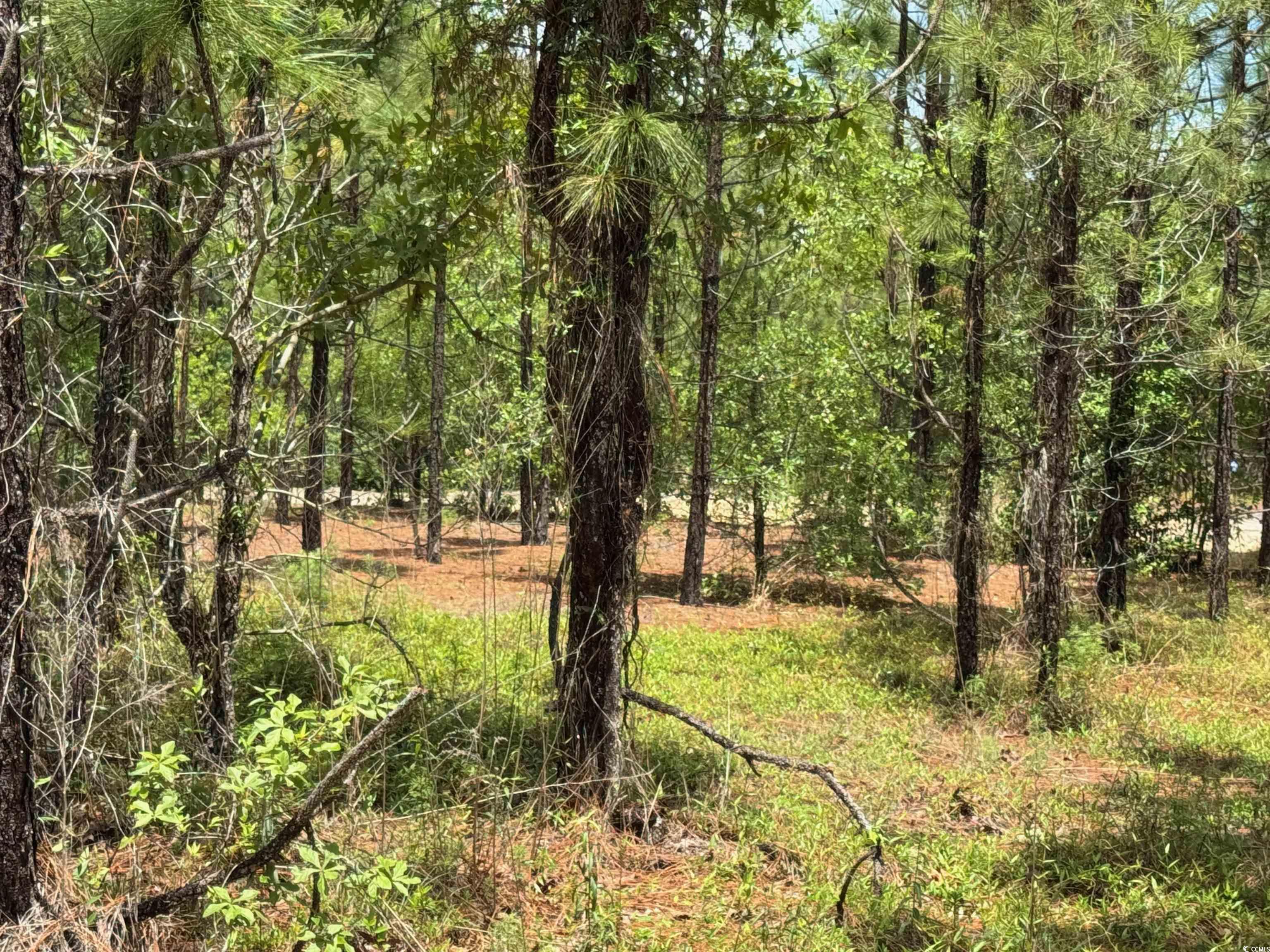 1698 Carriage Lane Loris, SC 29569 - Photo 21 of 25
