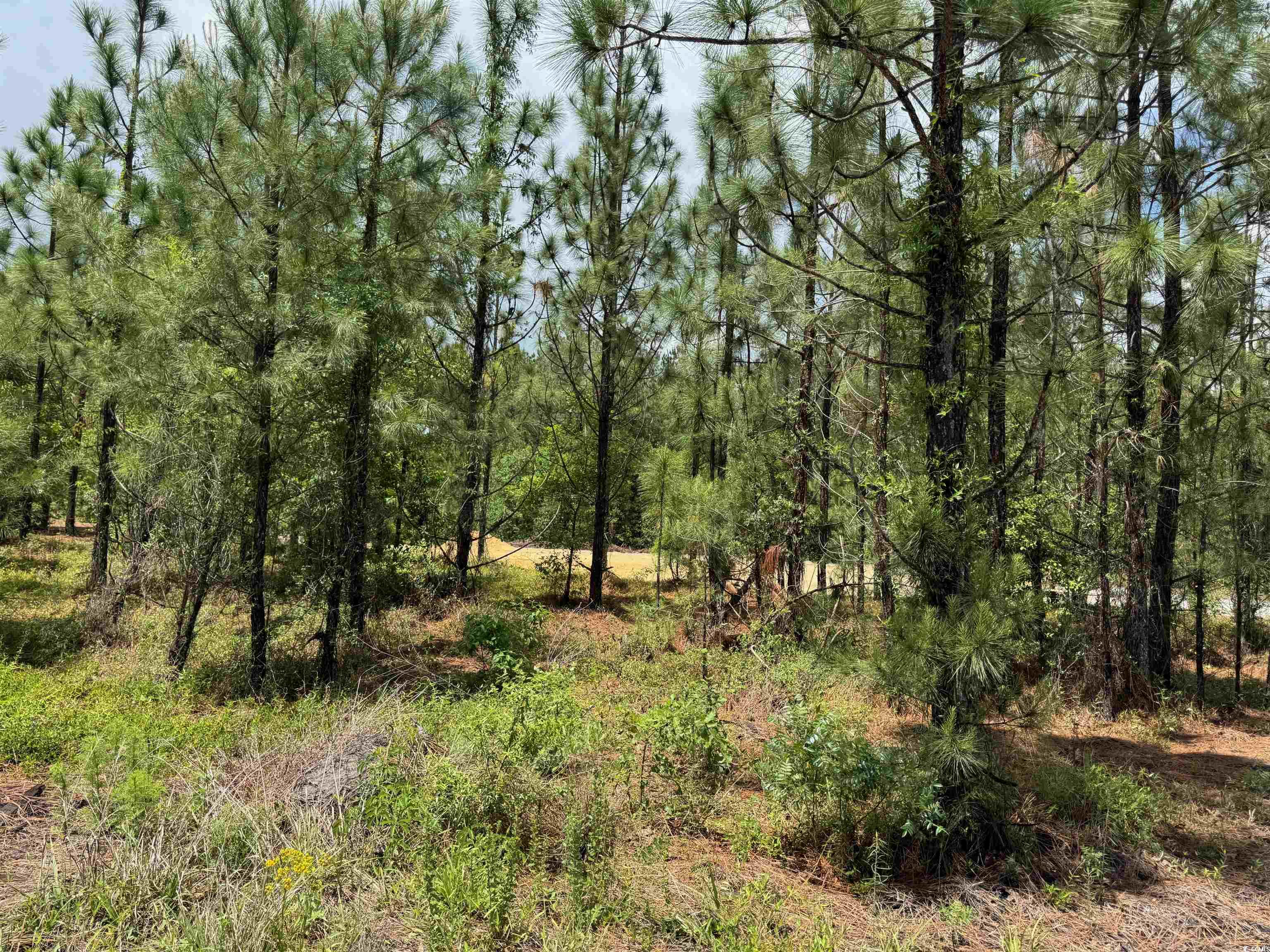 1698 Carriage Lane Loris, SC 29569 - Photo 23 of 25