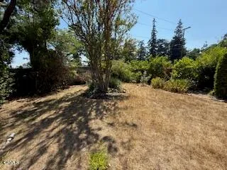 a view of a yard with trees