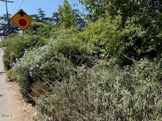a view of a forest with a tree