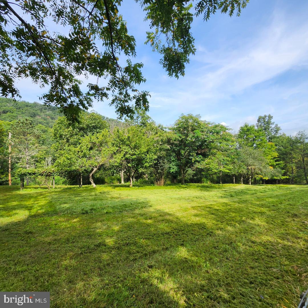 2445 Bear Wallow Hollow Road Augusta, WV 26704 - Photo 17 of 22 a view of a big yard with plants and large trees
