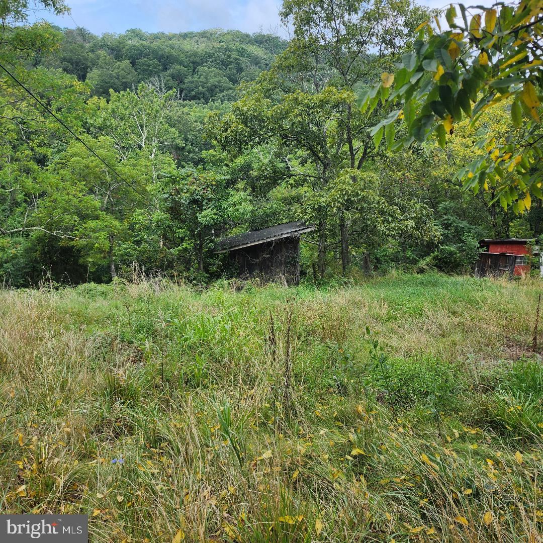 2445 Bear Wallow Hollow Road Augusta, WV 26704 - Photo 22 of 22 a view of a lush green forest with lots of trees