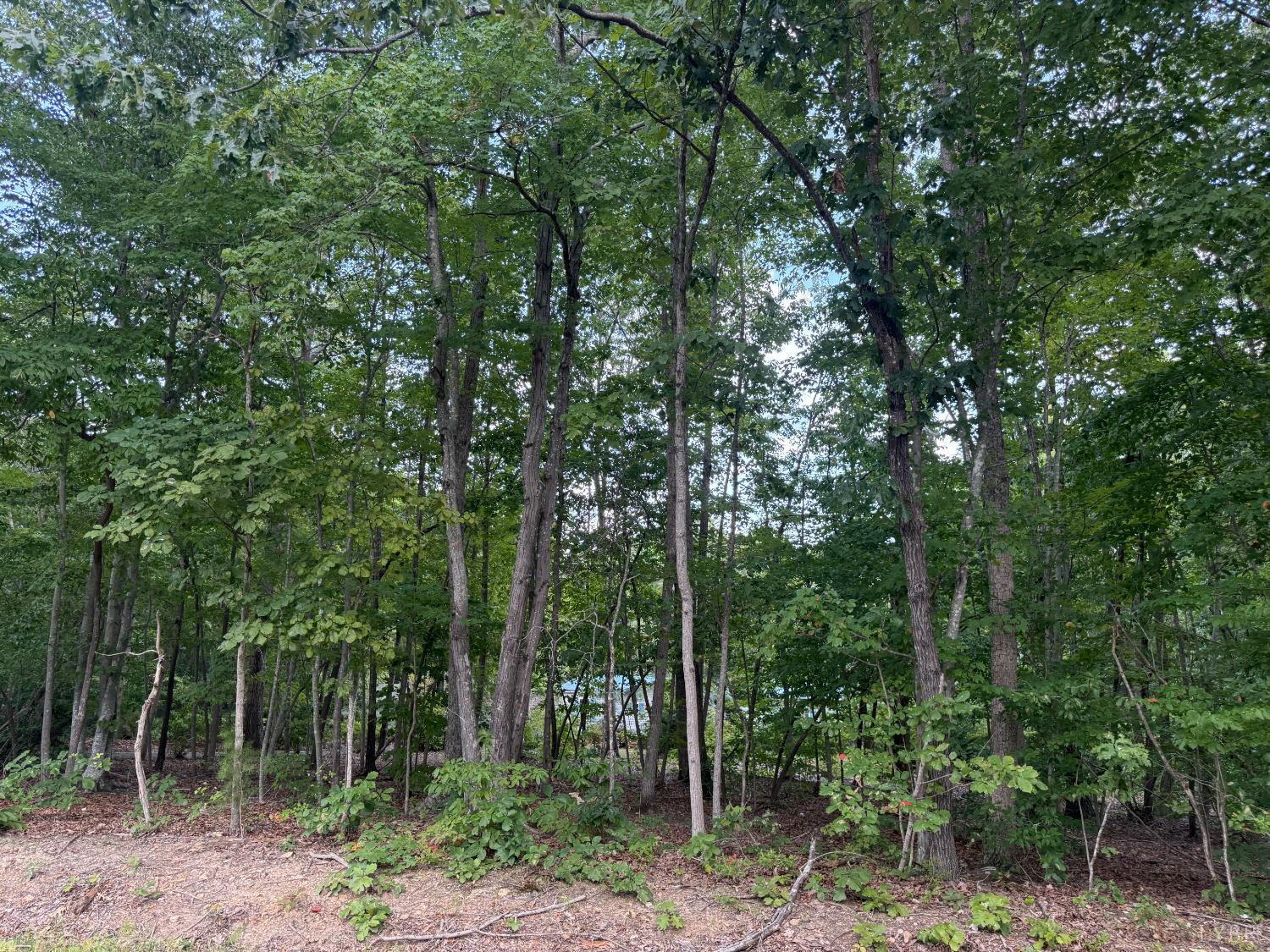 3974 Germantown Road Keysville, VA 23947 - Photo 42 of 42 a view of forest