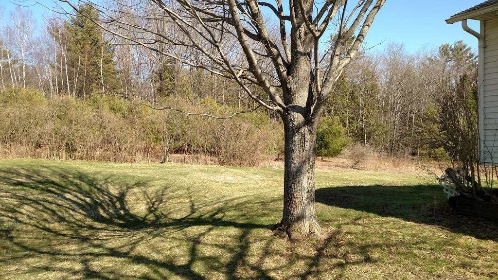 305 Main Road Eddington, ME 04428 - Photo 35 of 35 Beyond this magnificent tree is a...
