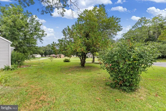 a view of a trees with yard