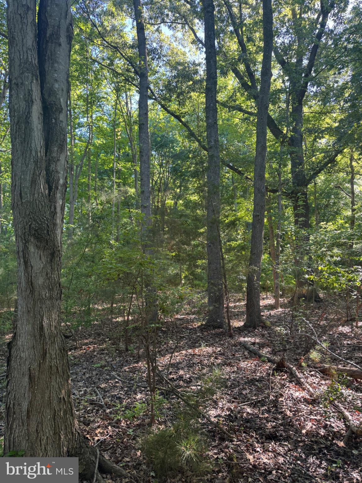 47 Pickering Beach Road Dover, DE 19901 - Photo 5 of 12 Sunlit serenity in a lush forest.