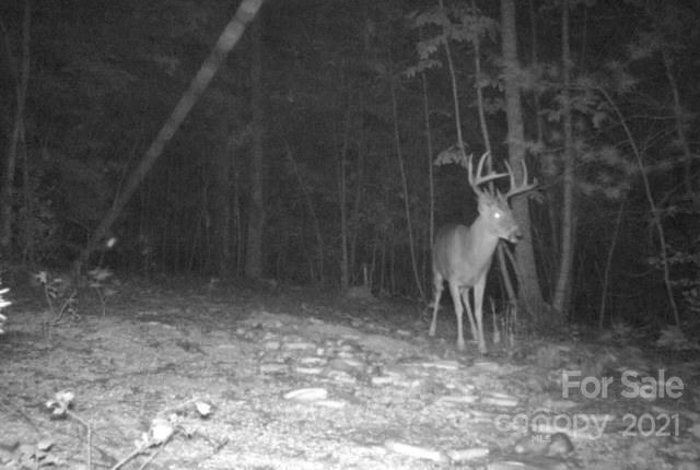 11.41 Thankful Church Road Boomer, NC 28606 - Photo 6 of 8 Gallery Image 6