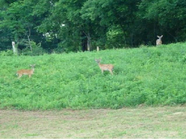 2058 Terrapin Branch Road Mount Pleasant, TN 38474 - Photo 18 of 20 Local Deer that visit