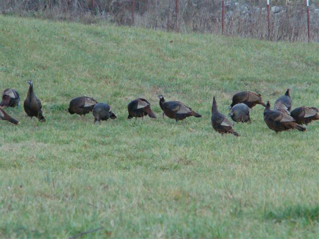 2058 Terrapin Branch Road Mount Pleasant, TN 38474 - Photo 19 of 20 Abundance of Turkey