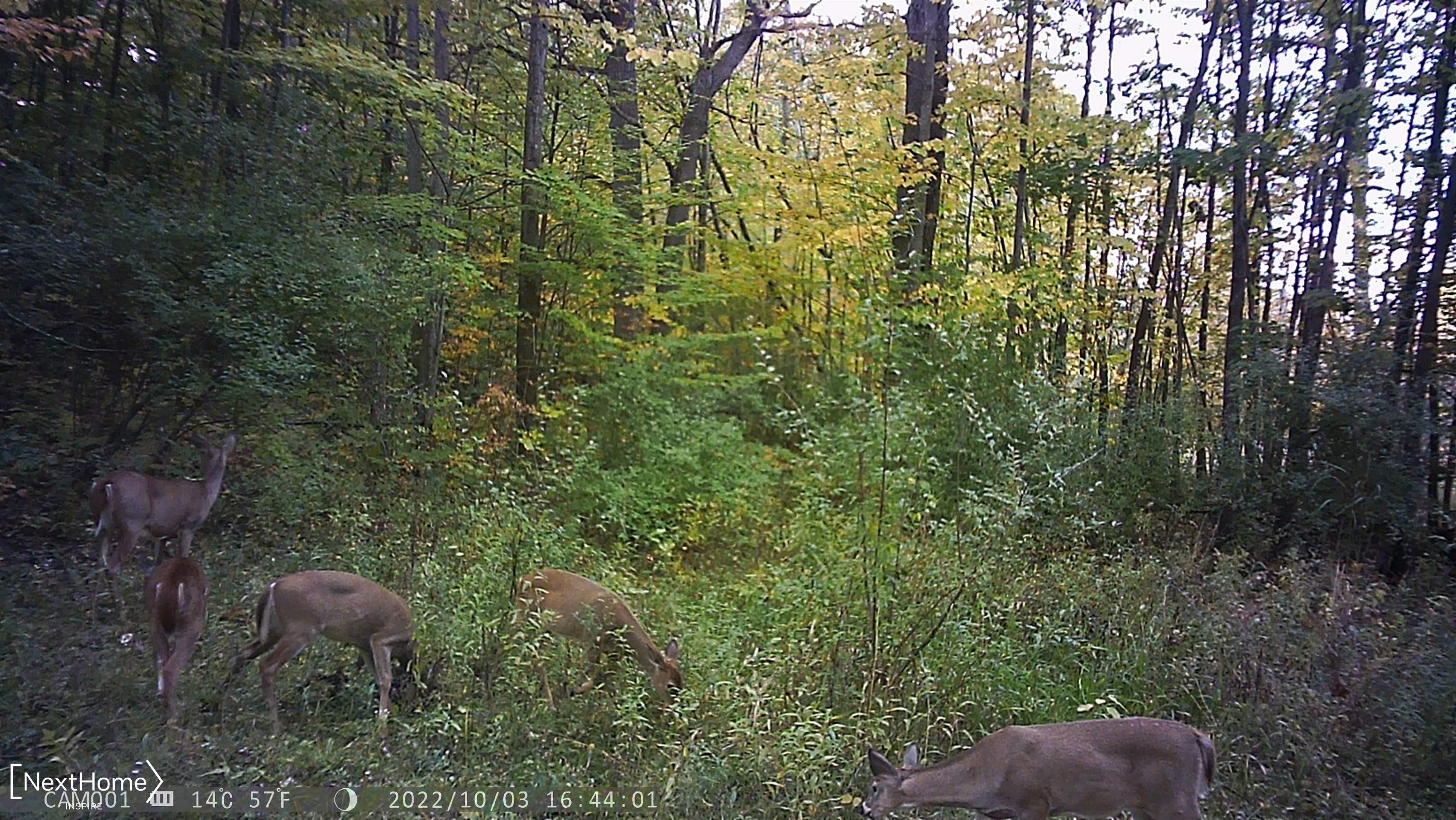 4151 Riley Road Gladwin, MI 48624 - Photo 33 of 45