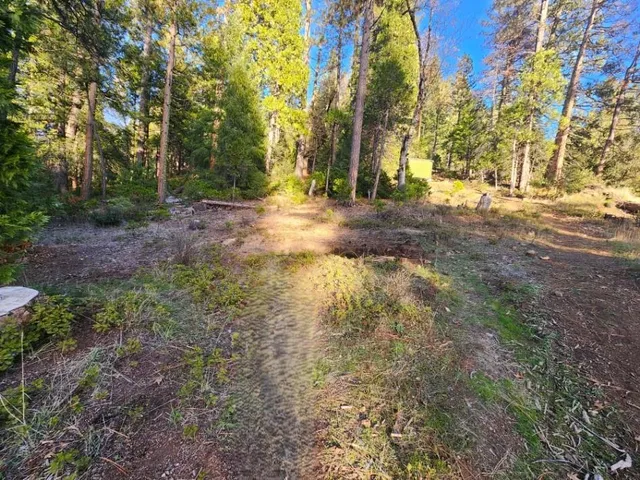 a view of dirt yard with a large tree