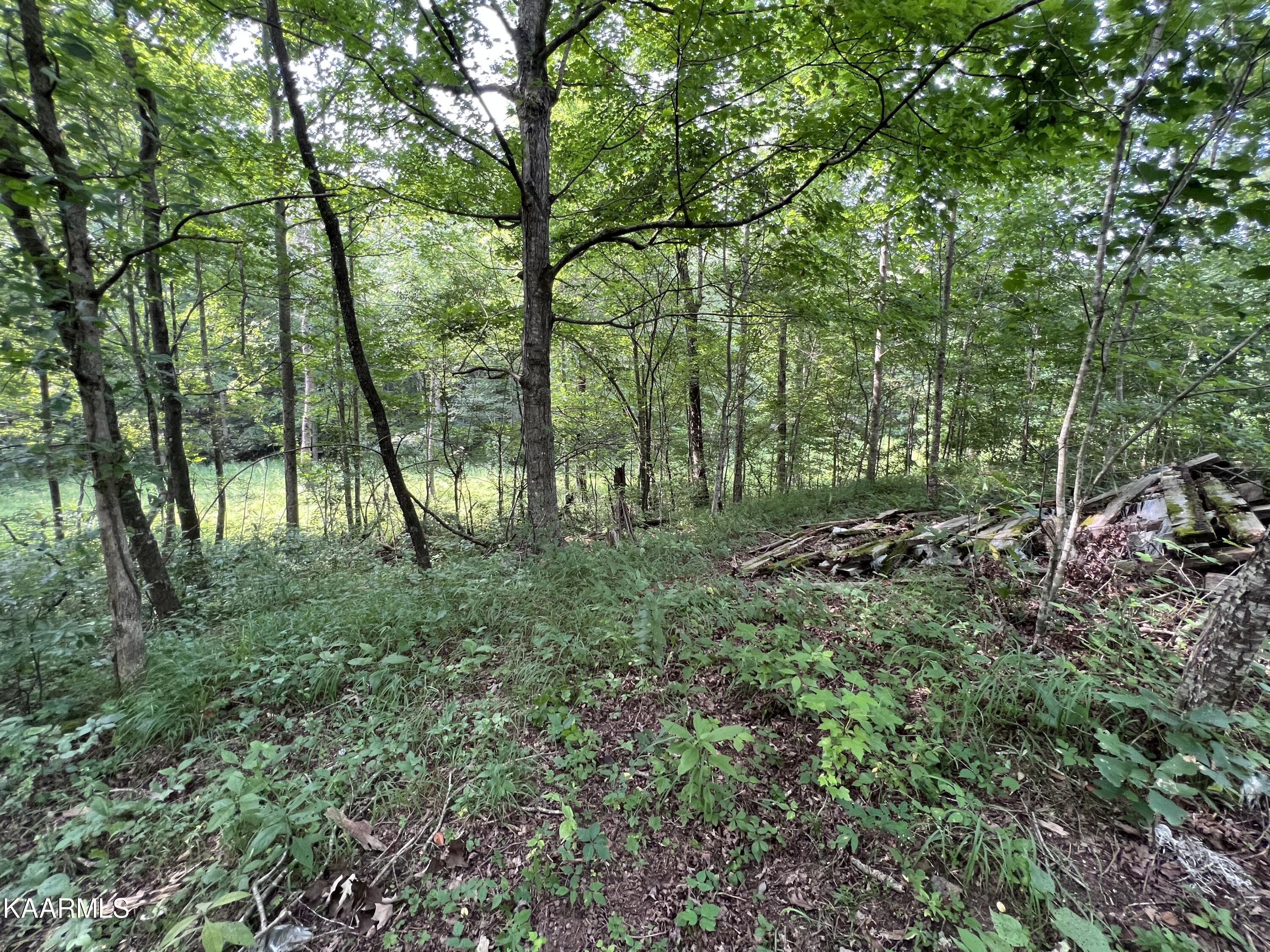 1900 Lewallen Cemetery Road Sunbright, TN 37872 - Photo 12 of 47 IMG_6342