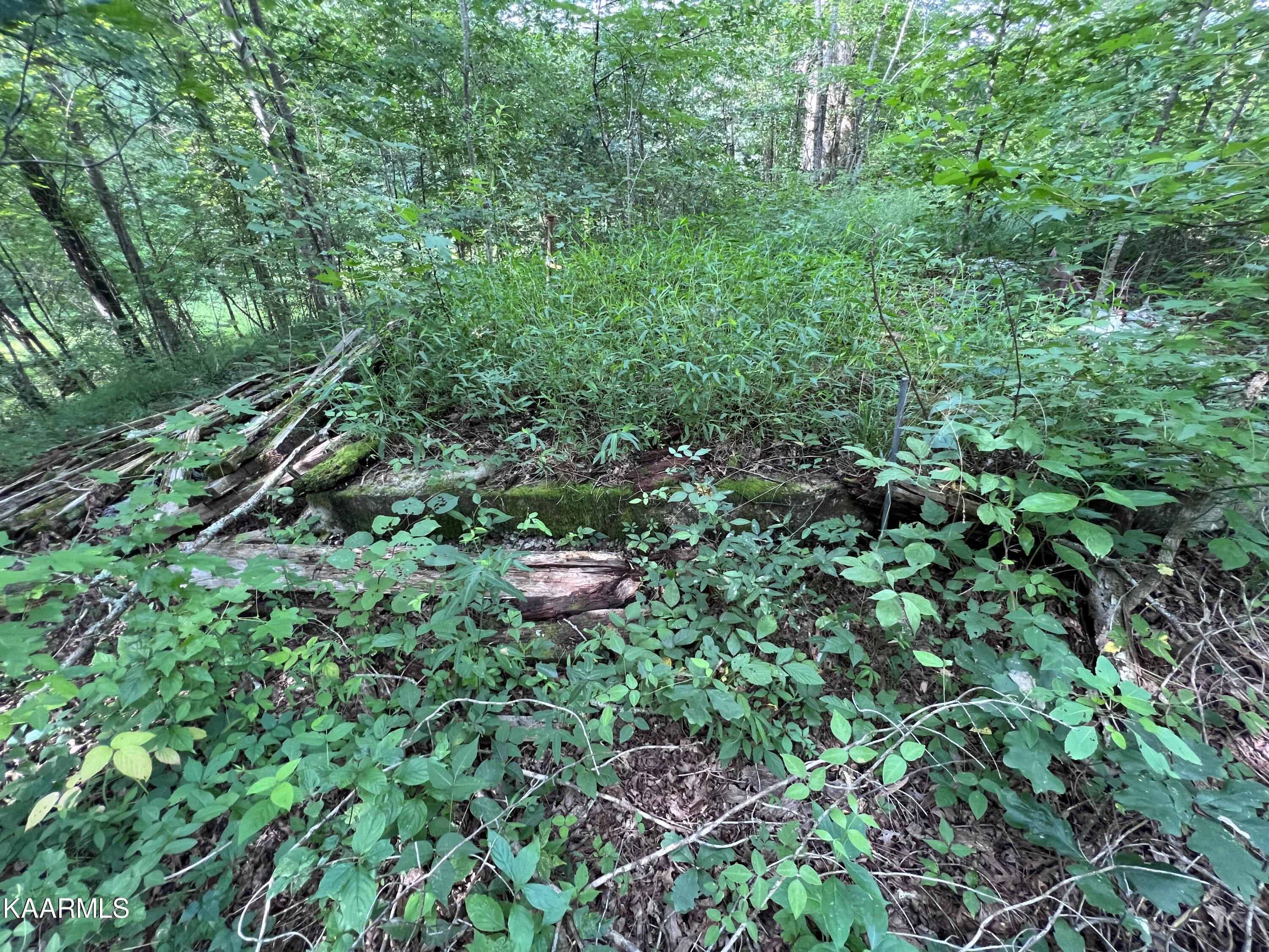 1900 Lewallen Cemetery Road Sunbright, TN 37872 - Photo 13 of 47 IMG_6343