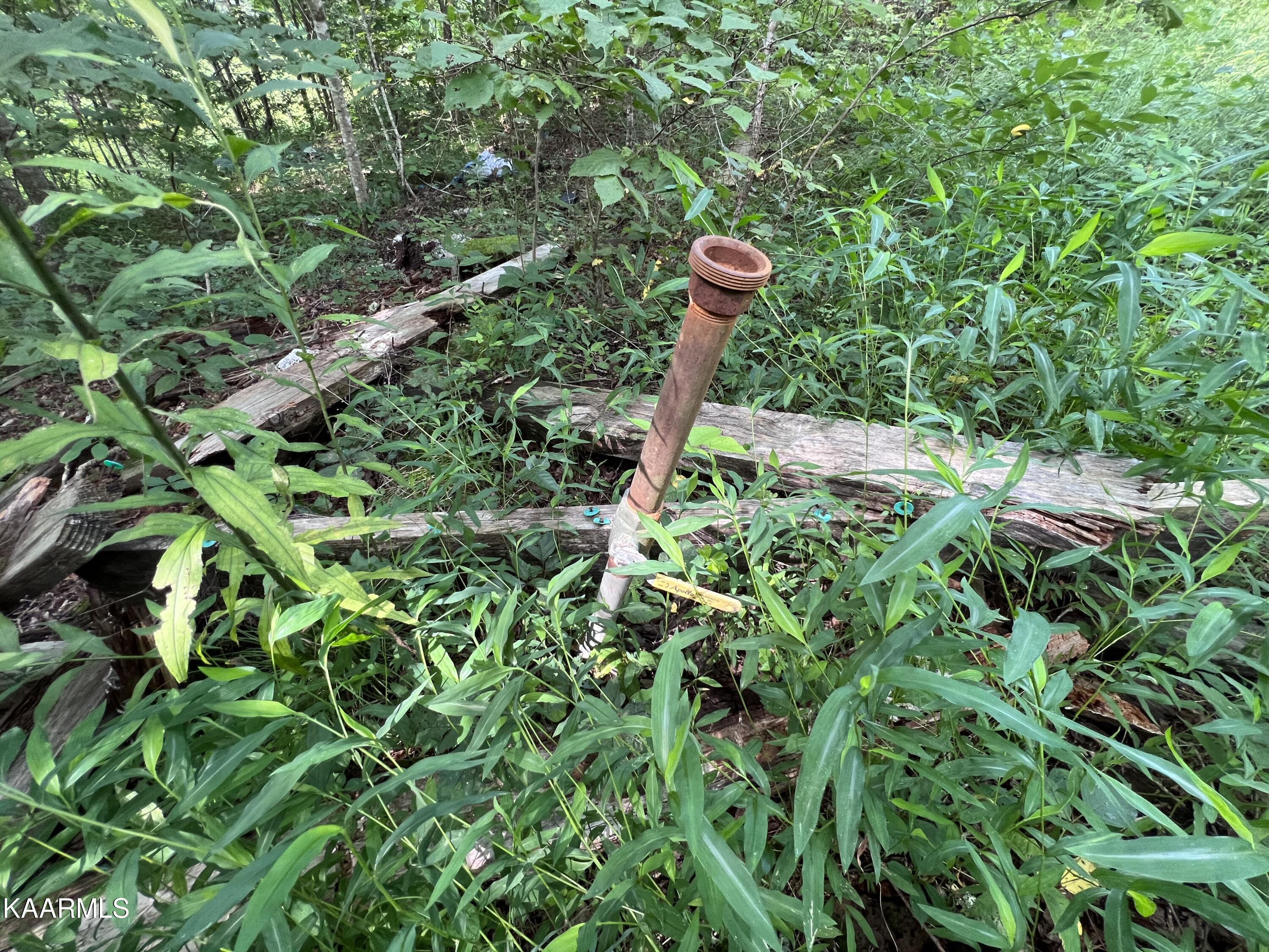 1900 Lewallen Cemetery Road Sunbright, TN 37872 - Photo 14 of 47 IMG_6344
