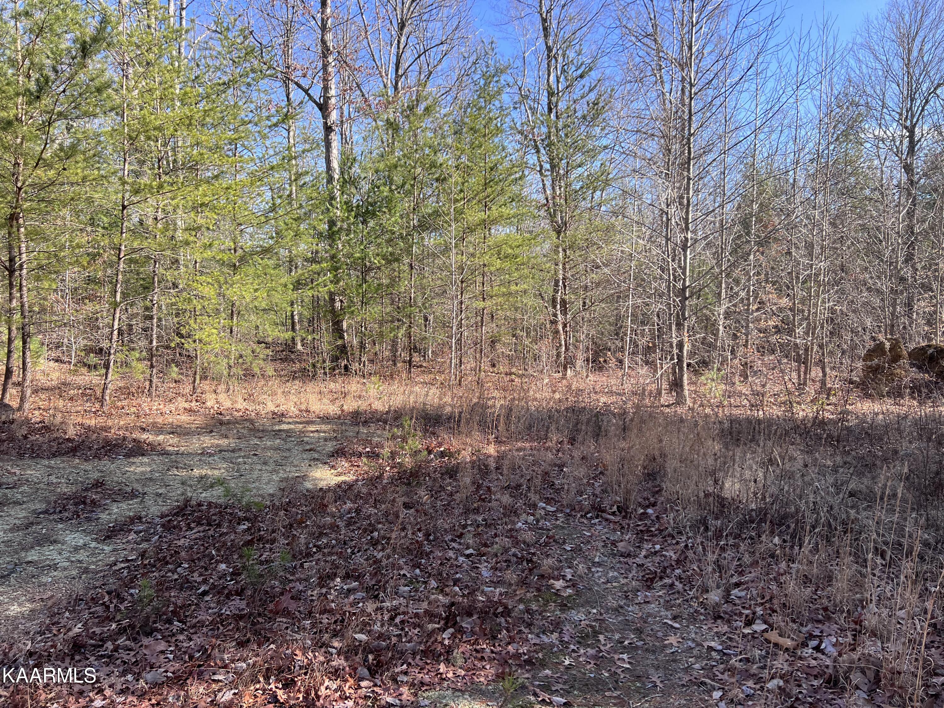1900 Lewallen Cemetery Road Sunbright, TN 37872 - Photo 31 of 47 IMG_3621