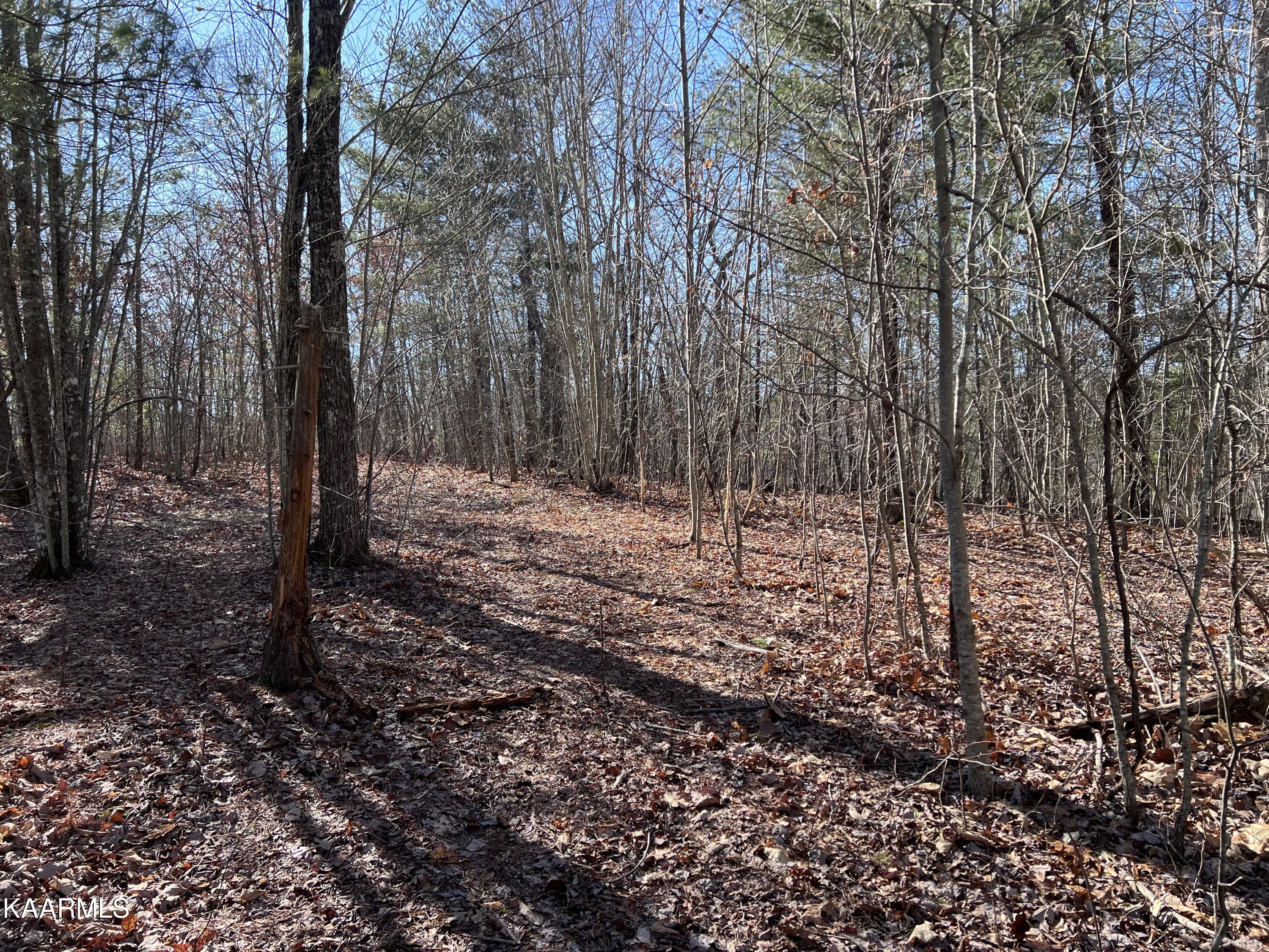 1900 Lewallen Cemetery Road Sunbright, TN 37872 - Photo 36 of 47 IMG_3612
