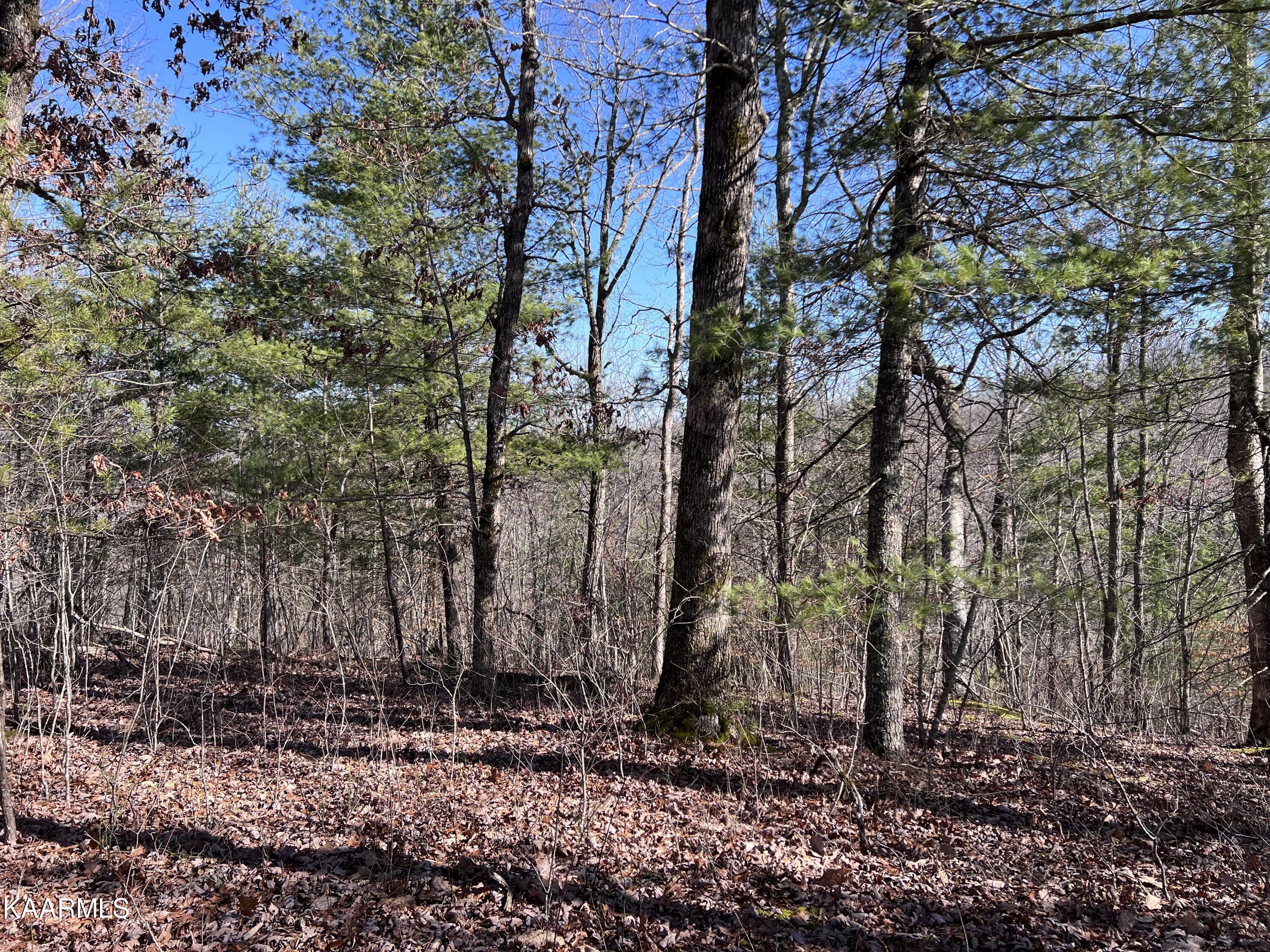 1900 Lewallen Cemetery Road Sunbright, TN 37872 - Photo 38 of 47 IMG_3614
