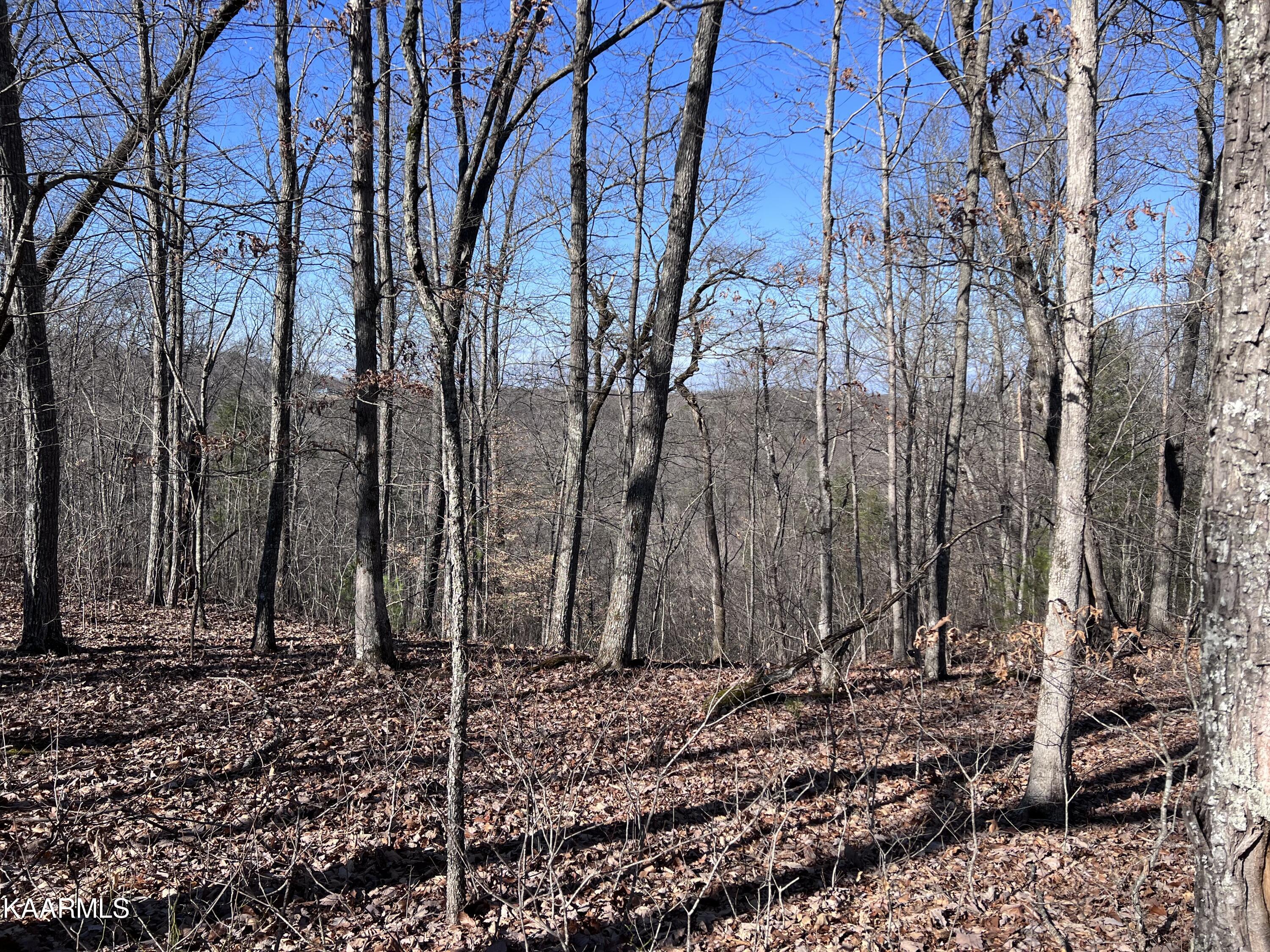 1900 Lewallen Cemetery Road Sunbright, TN 37872 - Photo 39 of 47 IMG_3615