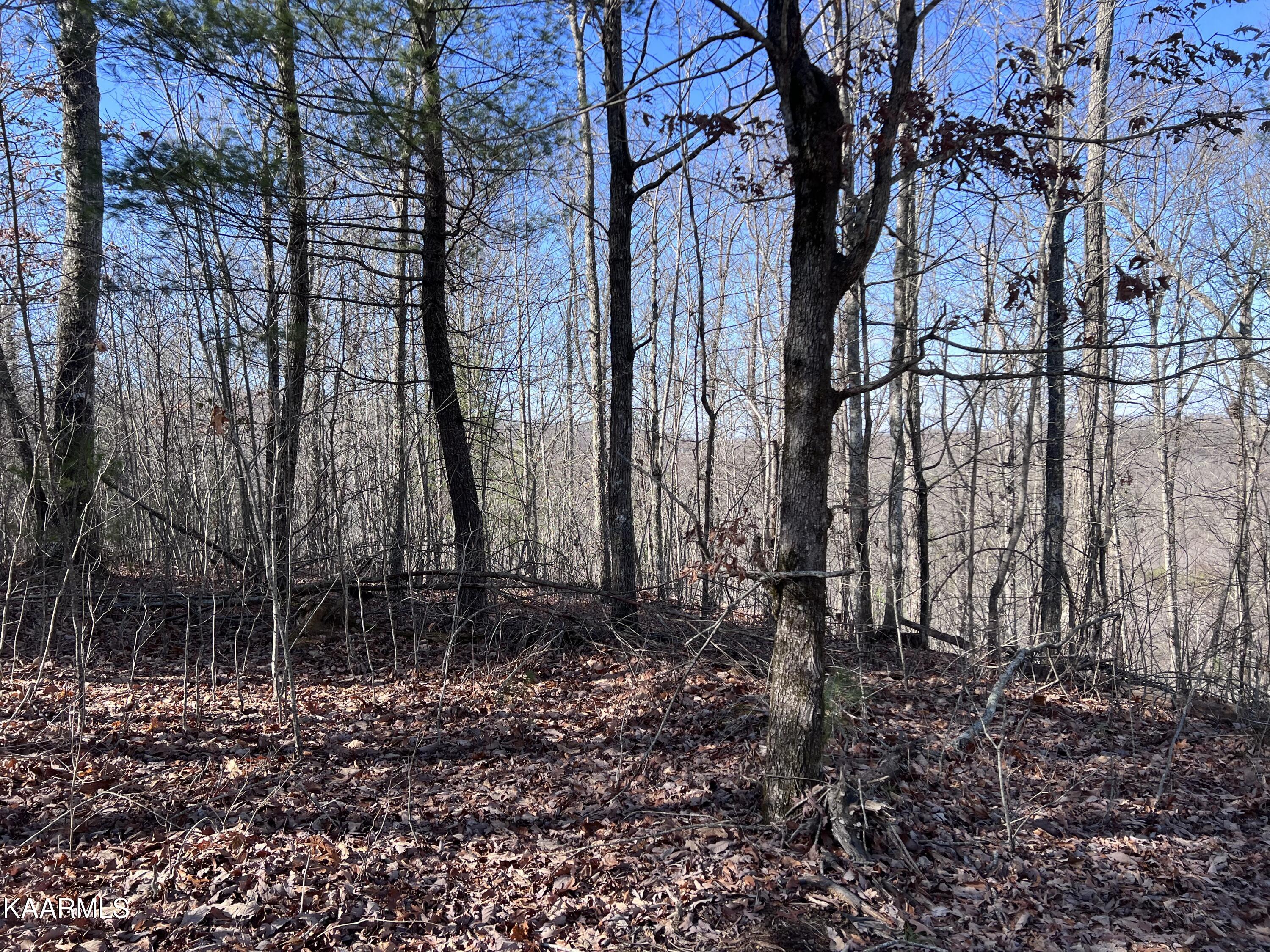 1900 Lewallen Cemetery Road Sunbright, TN 37872 - Photo 45 of 47 IMG_3609