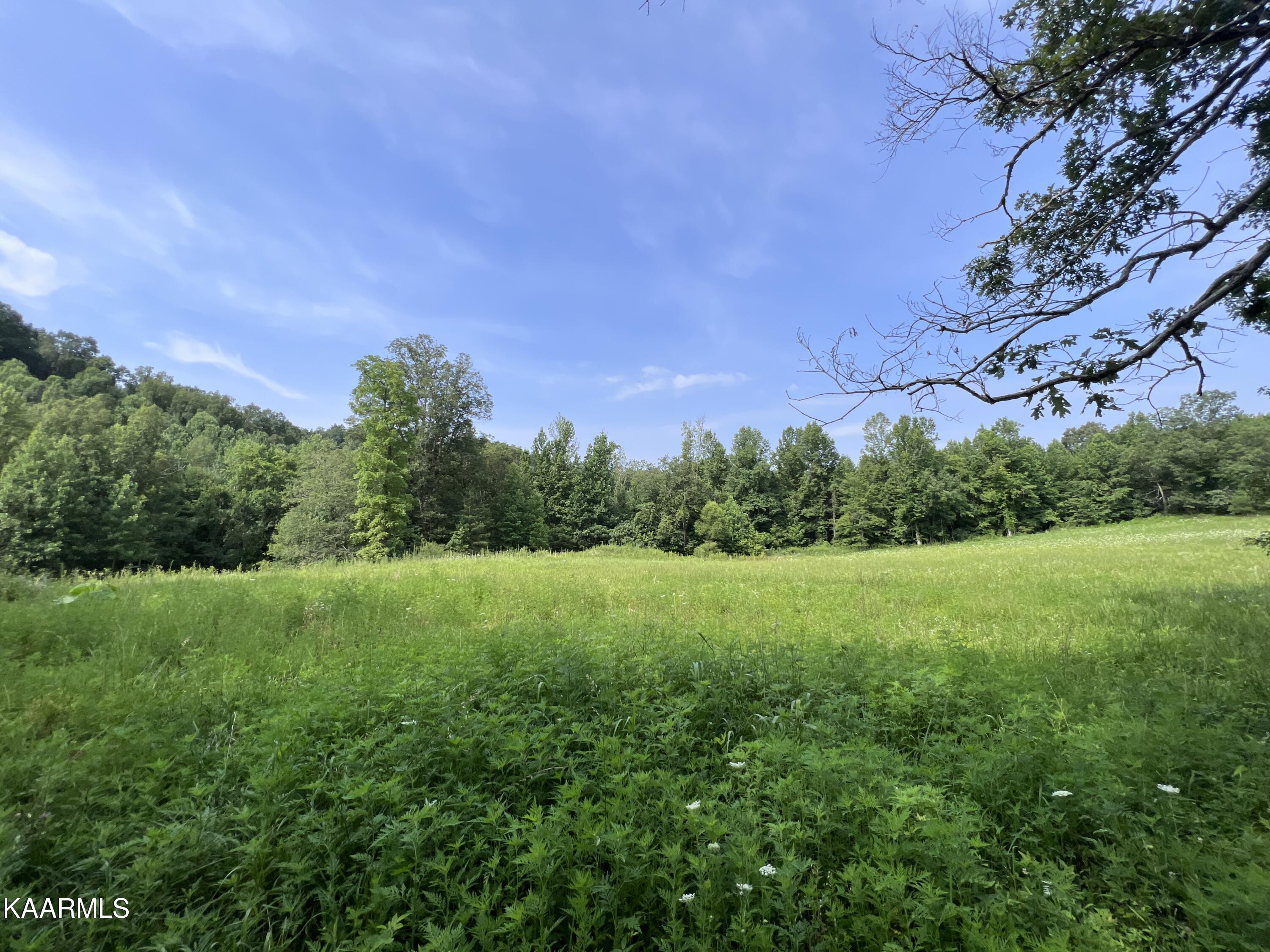 1900 Lewallen Cemetery Road Sunbright, TN 37872 - Photo 8 of 47 IMG_6346
