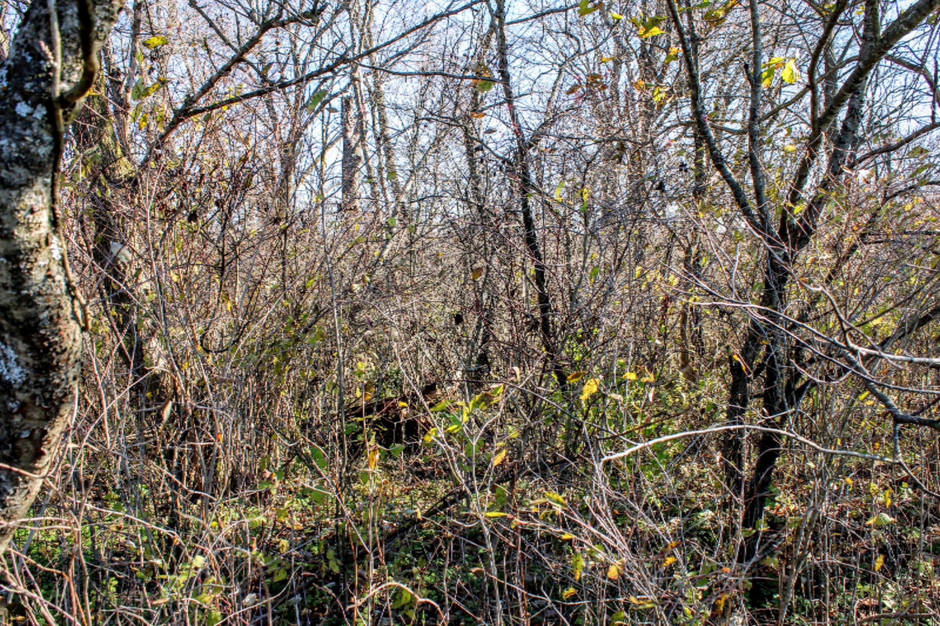 42487 Cr352 Decatur, MI 49045 - Photo 37 of 52 37