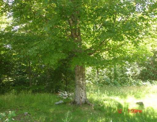 654 Shaw Hill Road Industry, ME 04938 - Photo 7 of 10 Yard/Garden.