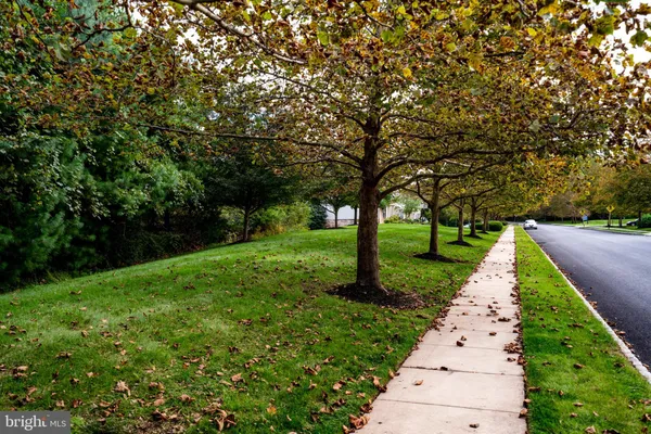 a view of a park with large trees