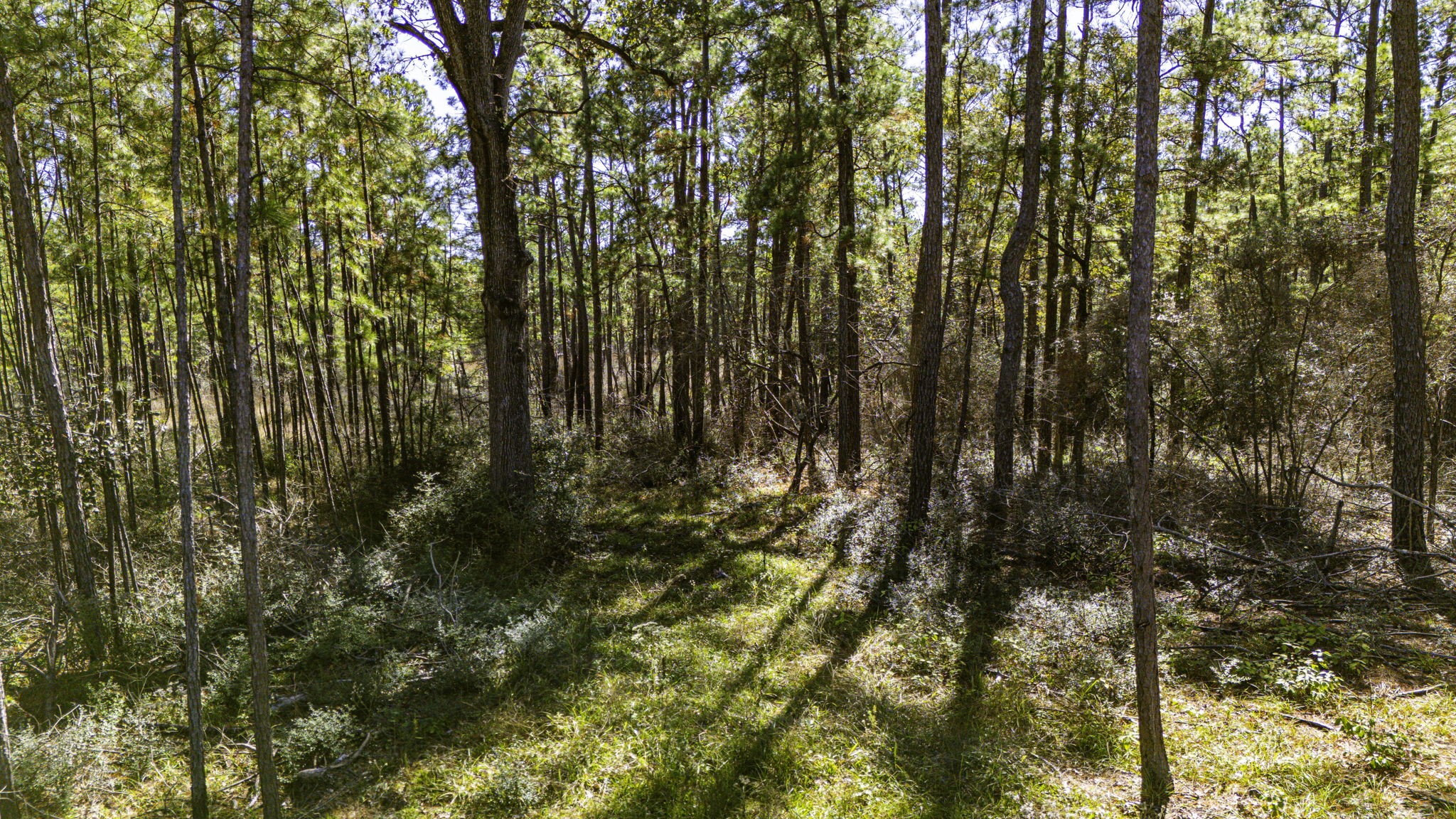 33 King Ranch Road Road Onalaska, TX 77360 - Photo 14 of 16 a view of yard