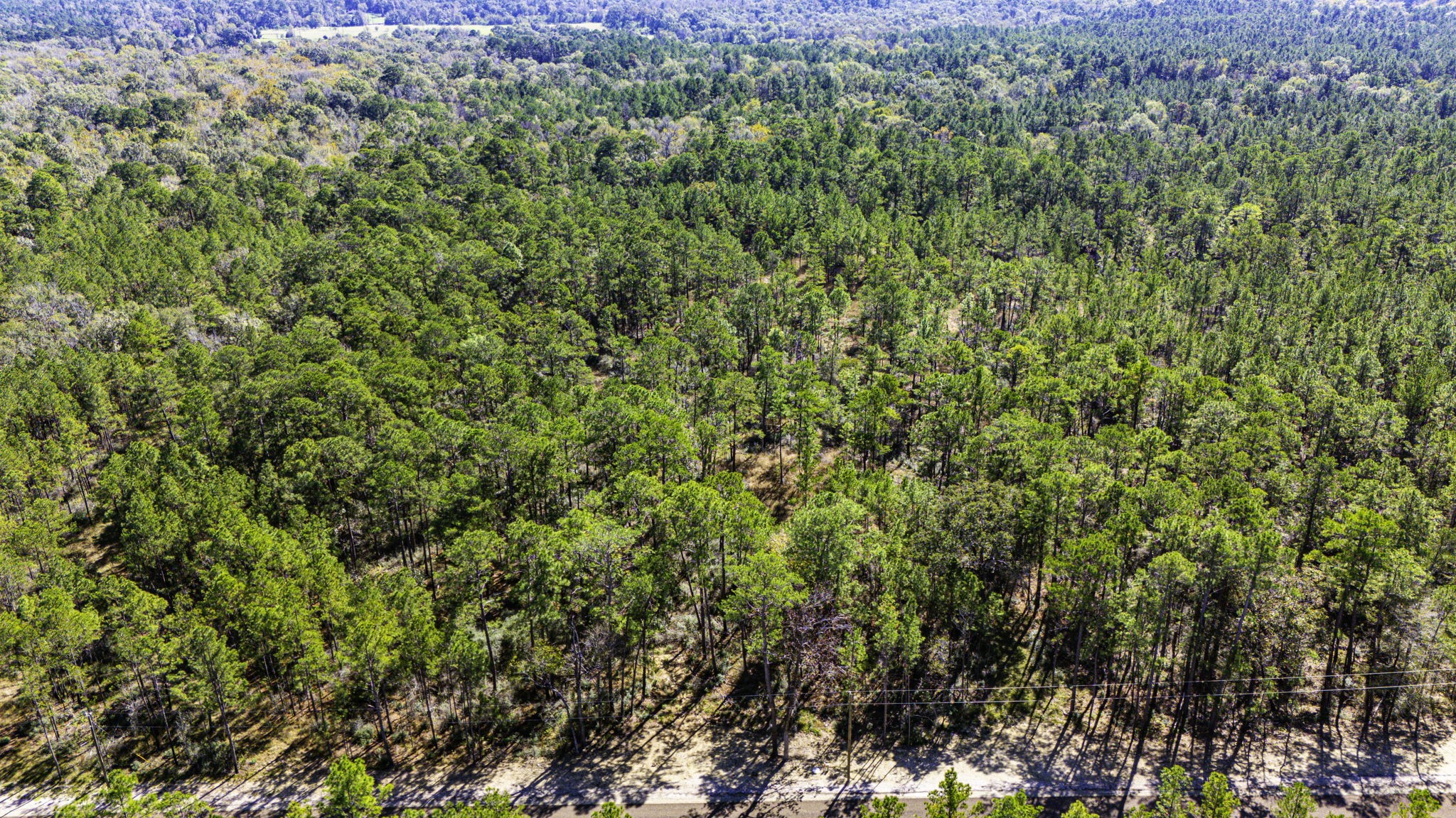 33 King Ranch Road Road Onalaska, TX 77360 - Photo 8 of 16 a view of a lush green forest with a tree
