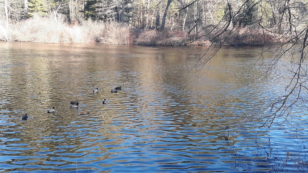 76 River Road Norfolk, MA 02056 - Photo 1 of 13 Gallery Image 1