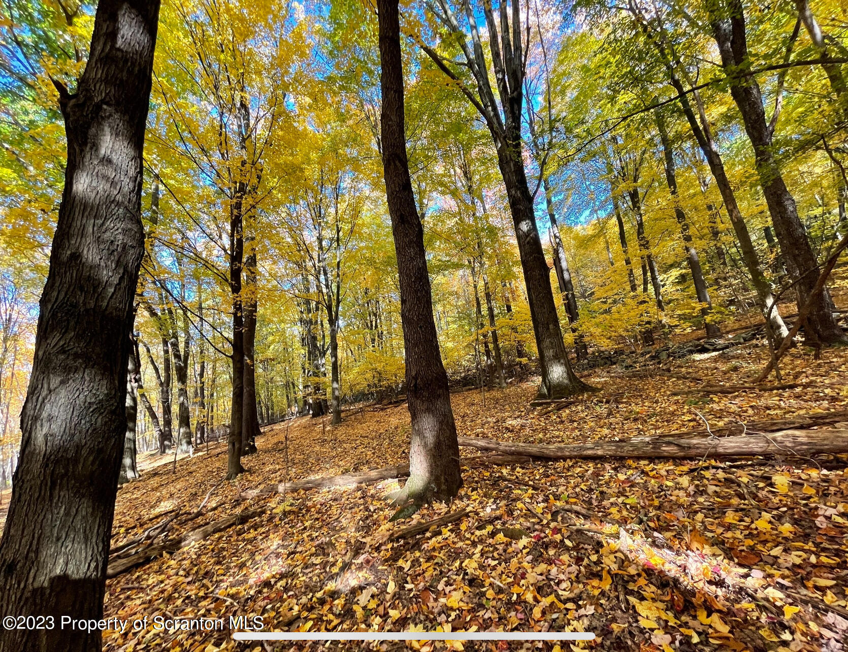 308 Fawn Hill Road Clarks Summit, PA 18411 - Photo 11 of 15 a view of a yard with trees