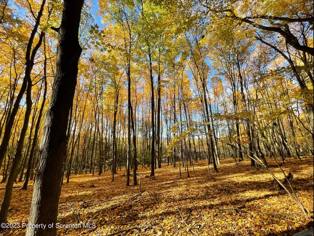 a view of a yard with trees
