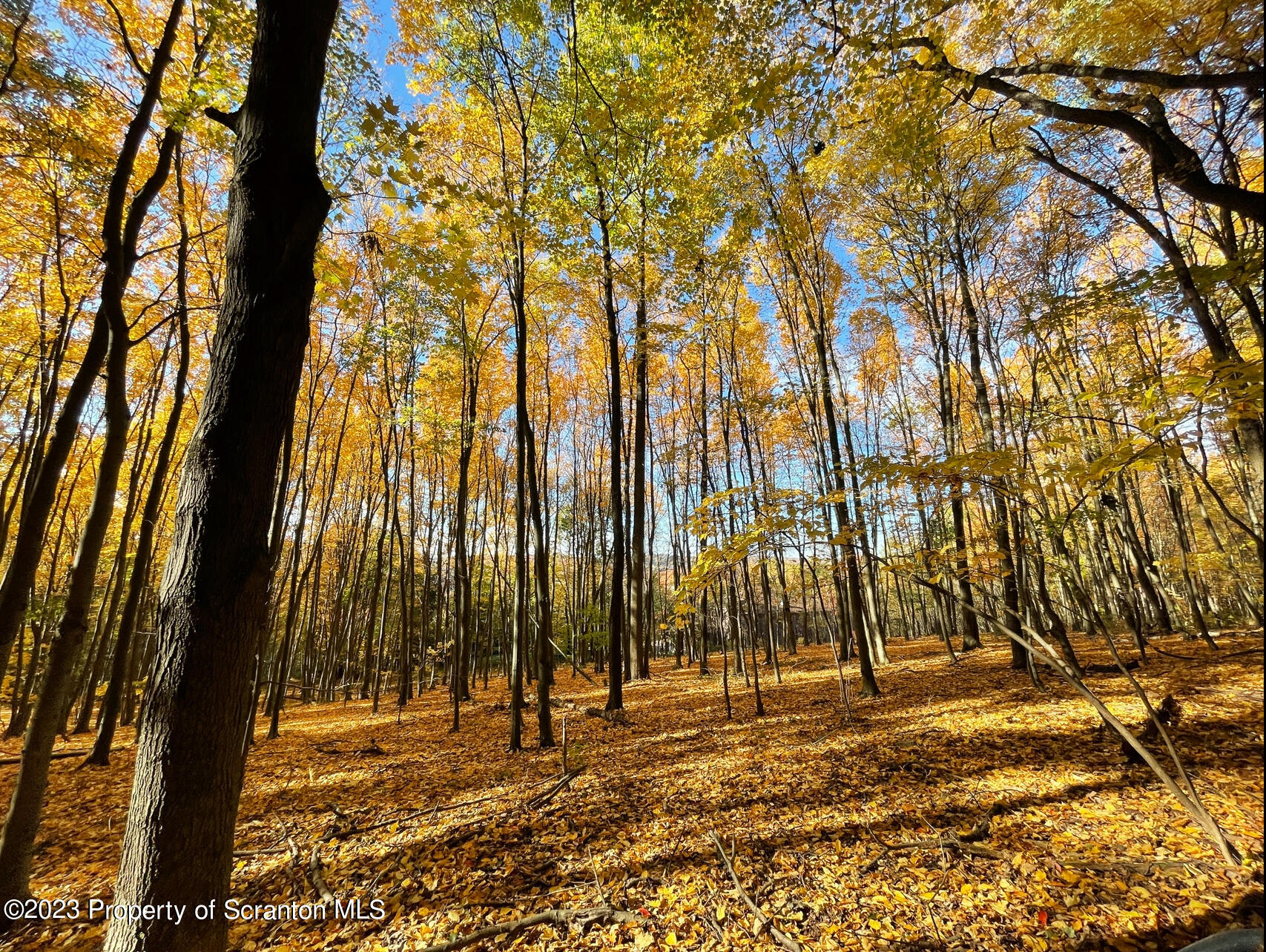 308 Fawn Hill Road Clarks Summit, PA 18411 - Photo 8 of 15 a view of a yard with trees