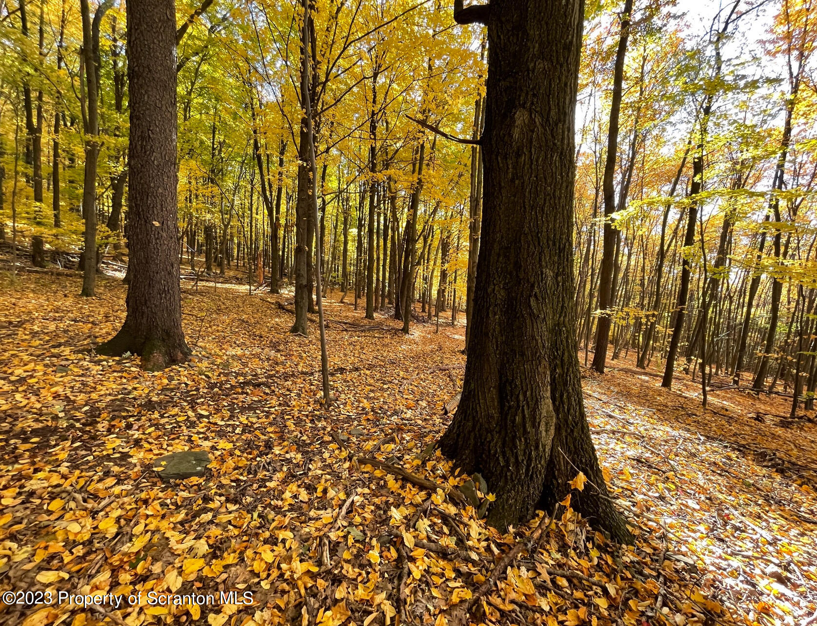 308 Fawn Hill Road Clarks Summit, PA 18411 - Photo 10 of 15 a view of outdoor space with trees