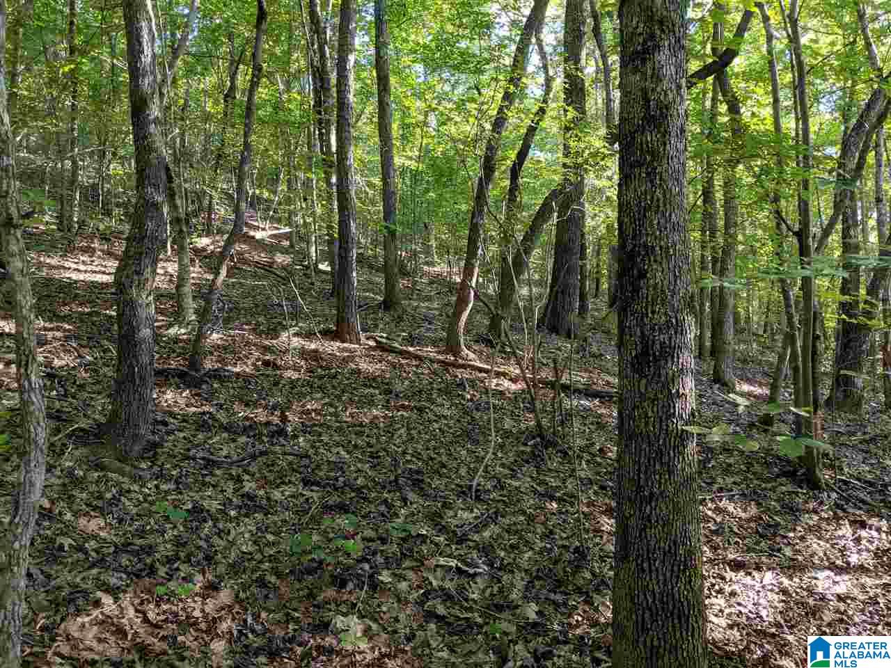 0 County Road 26 Wadley, AL 36276 - Photo 2 of 17