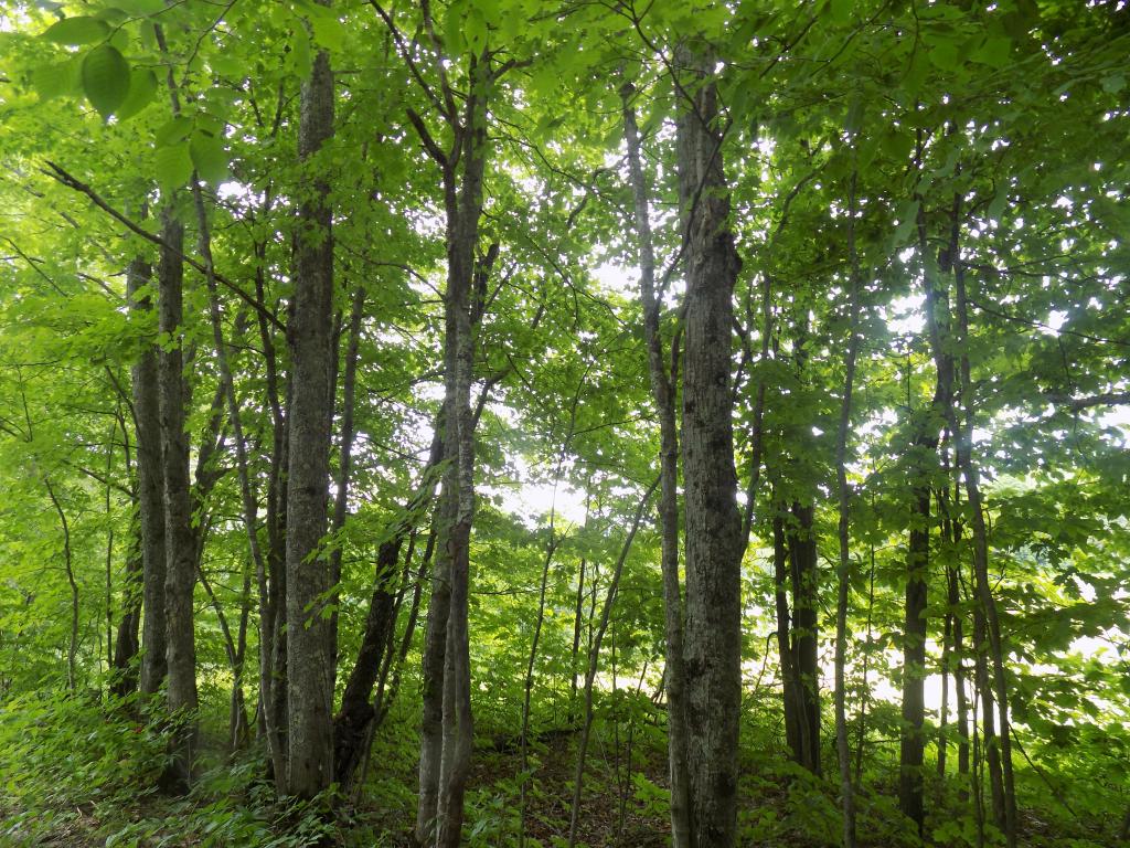 0 Swett Road Danville, VT 05828 - Photo 4 of 5
