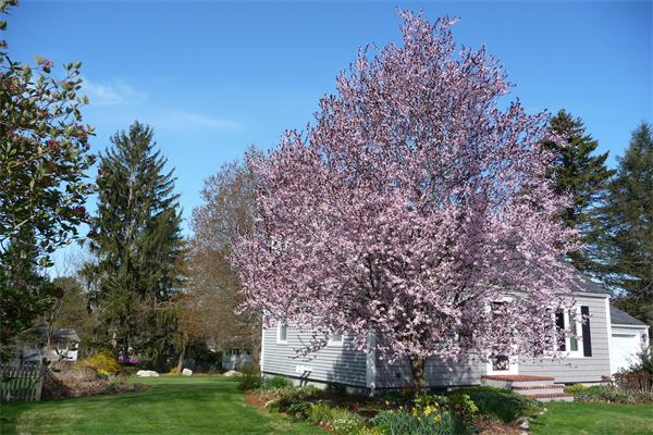 4 Sheridan Road Bedford, MA 01730 - Photo 18 of 20 Gallery Image 18