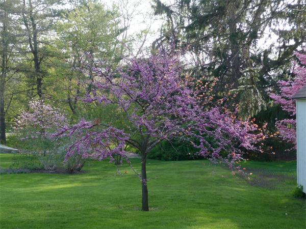 4 Sheridan Road Bedford, MA 01730 - Photo 20 of 20 Gallery Image 20