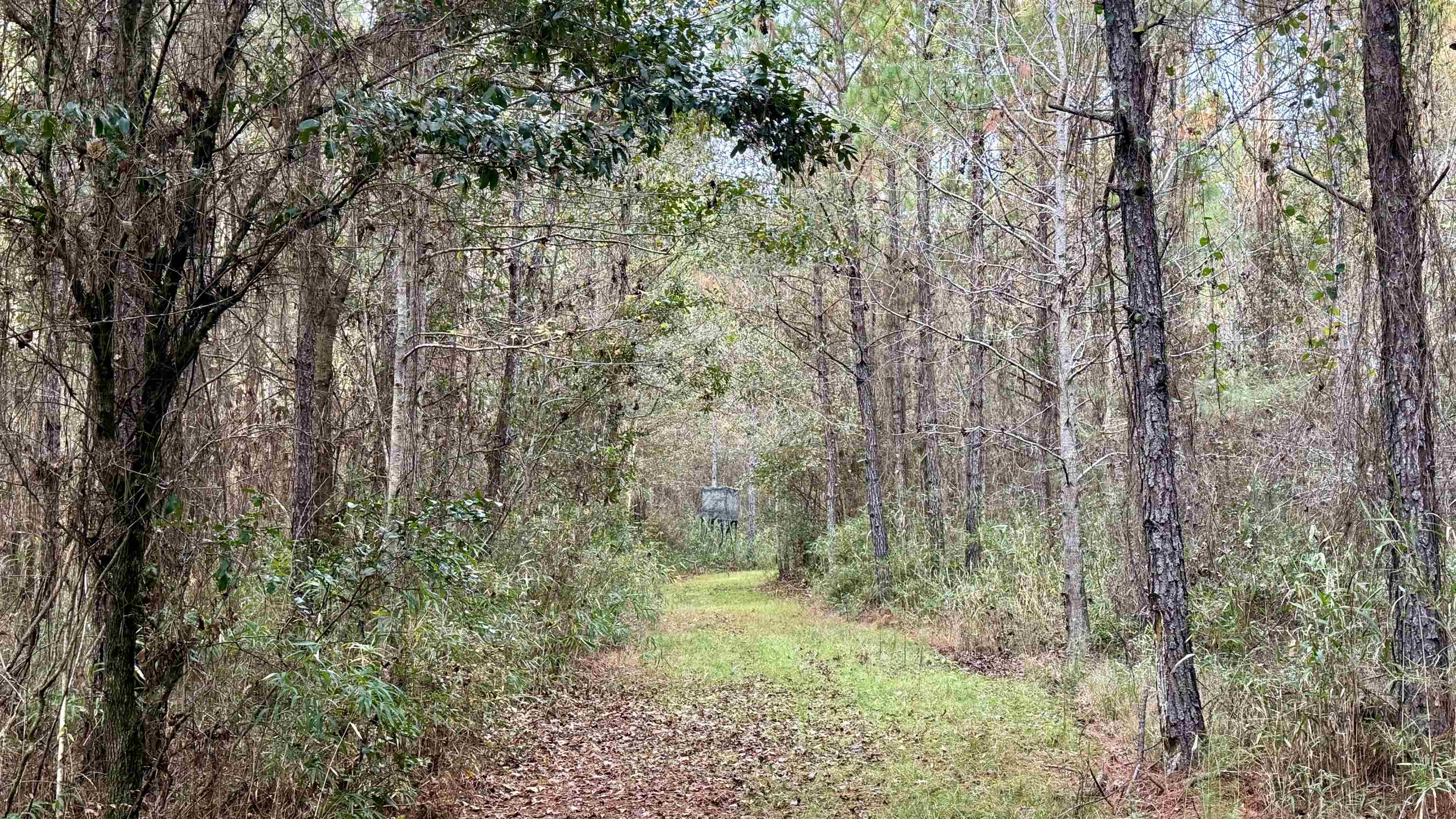 2909 Shellman Bluff Road Northeast, Unit 2909 SHELLMAN BLUFF RD N Townsend, GA 31331 - Photo 38 of 50