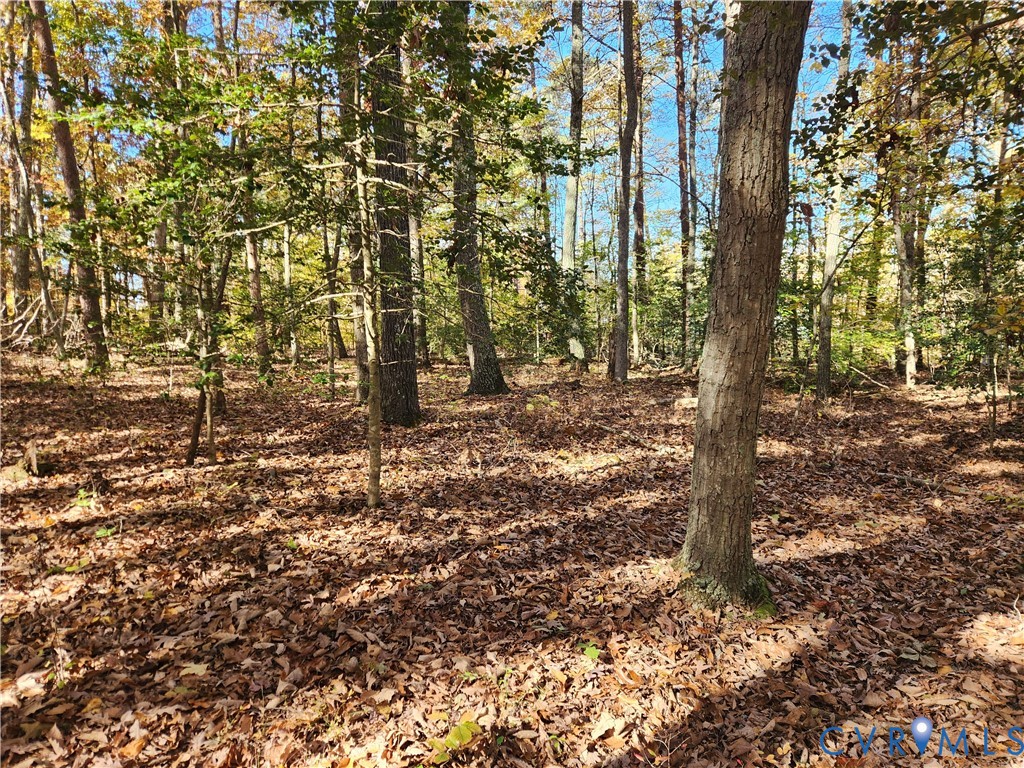 0 Sandy Hook Road Sandy Hook, VA 23153 - Photo 2 of 10 a big tree covered with tall trees