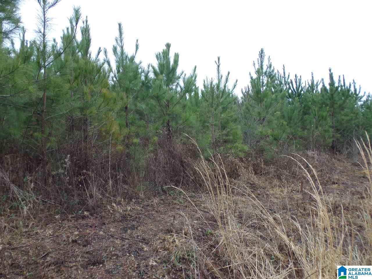 Jackson Trail, Unit 4 Albertville, AL 35950 - Photo 10 of 13