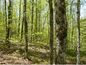 0 Camp Road Hubbardton, VT 05732 - Photo 11 of 12