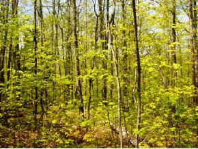 0 Camp Road Hubbardton, VT 05732 - Photo 7 of 12