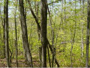 0 Camp Road Hubbardton, VT 05732 - Photo 8 of 12